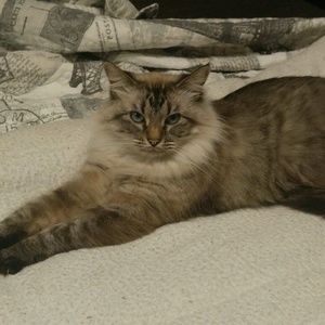 Meet your Posher, Priscilla